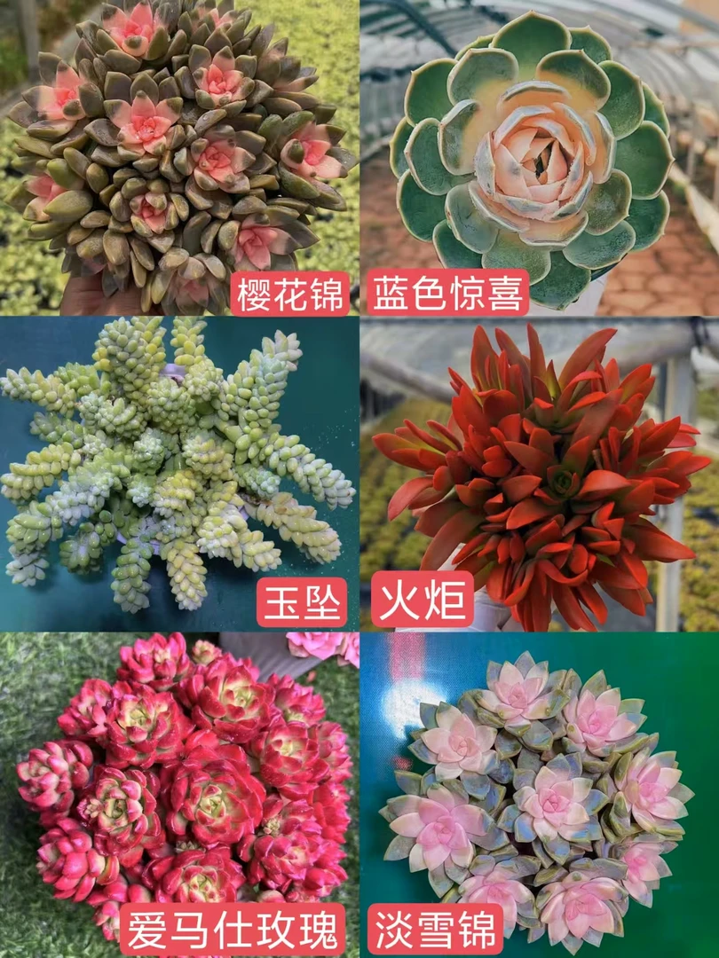 HS14-10新手组合 耐热耐旱 好看好养 带盆带土 云南基地直发