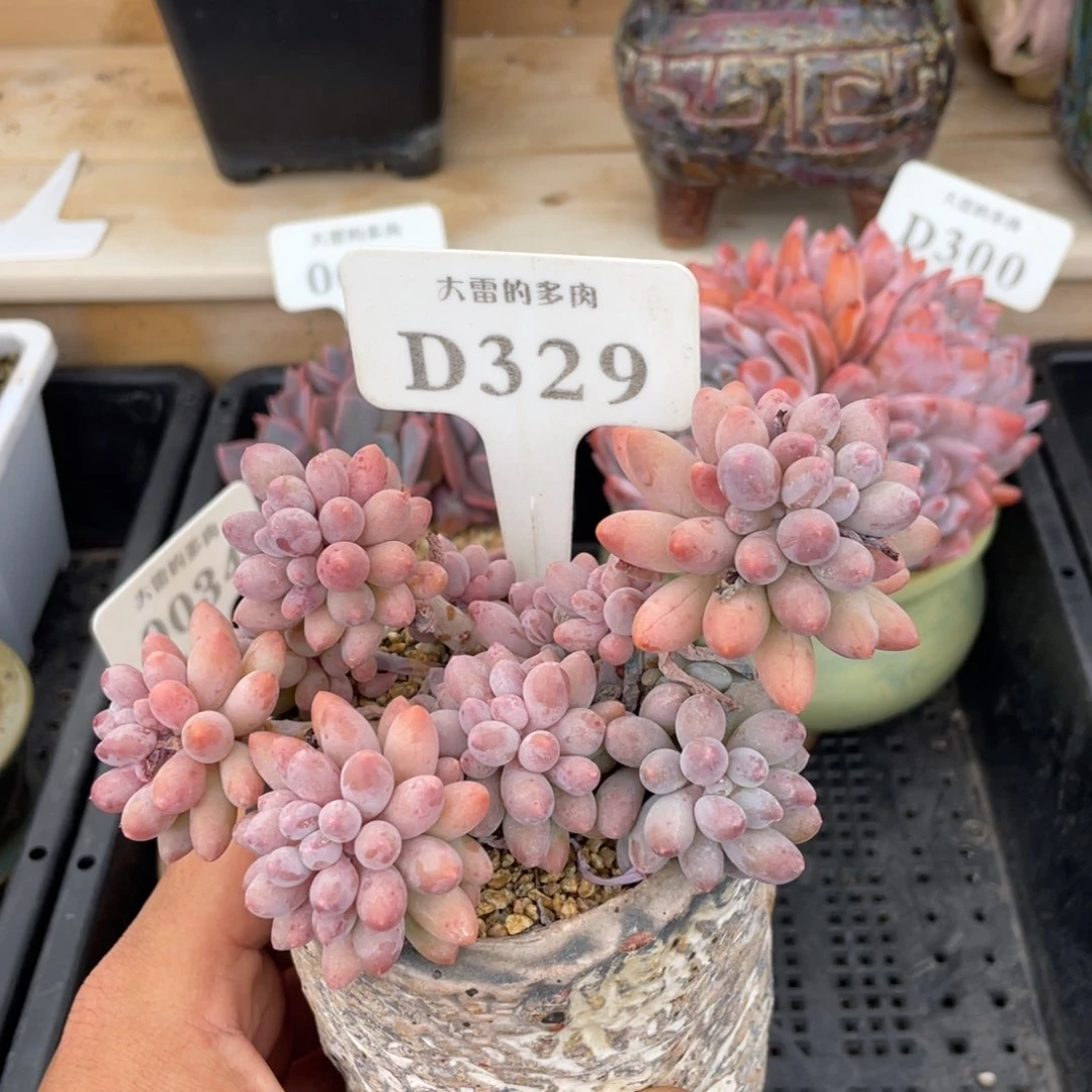 329婴儿手指不带盆13厘米