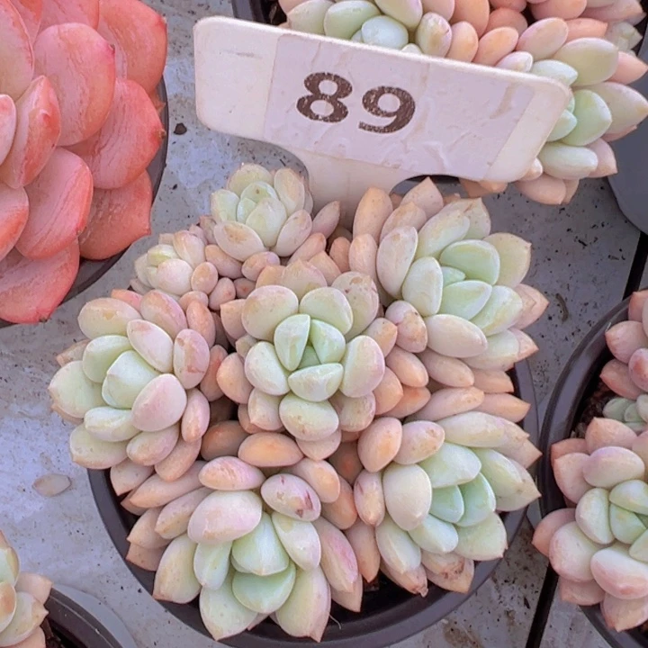 健健康康平平安安