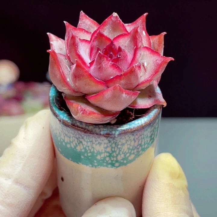 宝莲灯样品1颗带盆号1