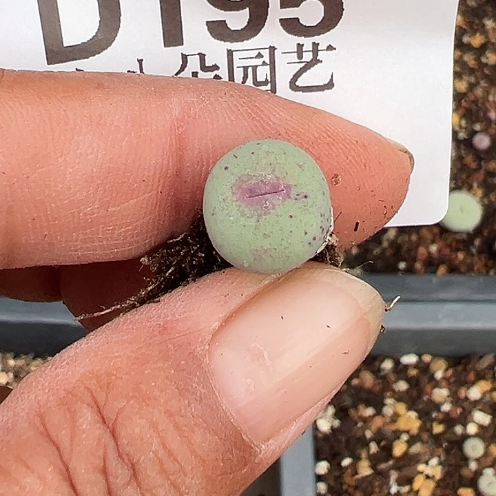 A***达195号小红嘴2个zyyyxyxywoz