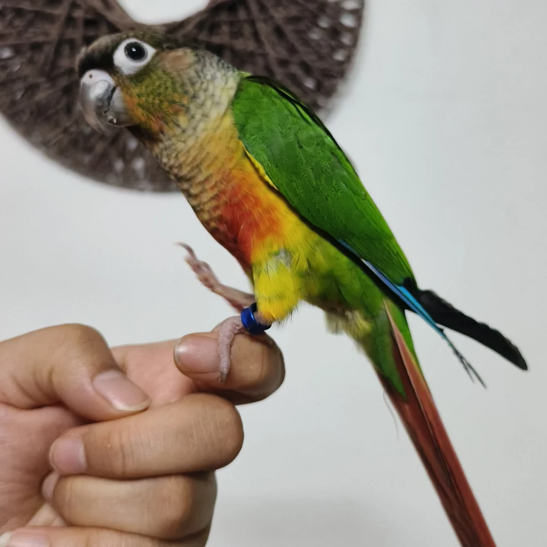 鹦鹉纯手养一鸟一拍