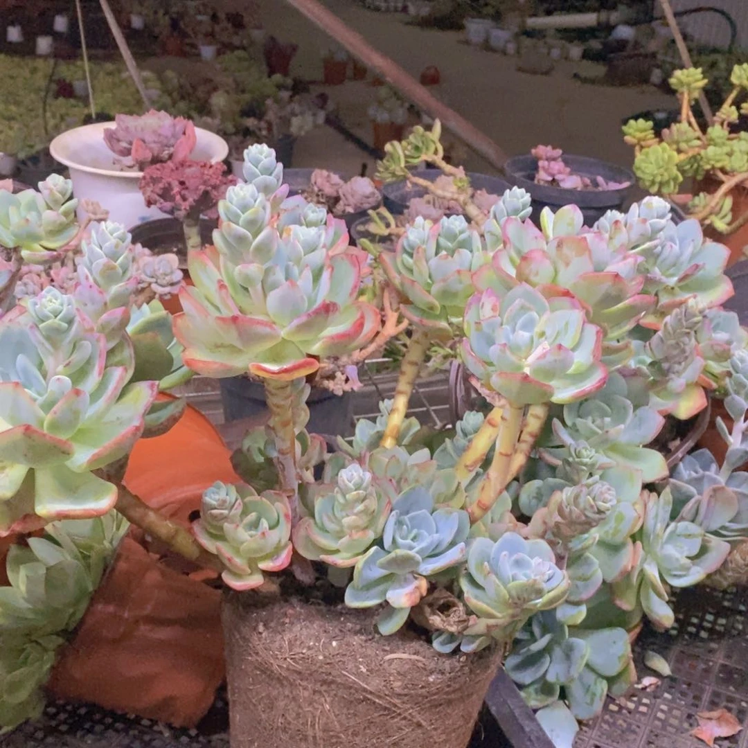 白月光多头群生大盆，230杯