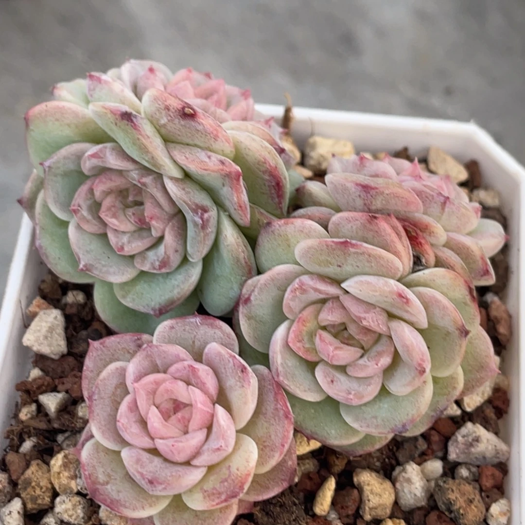 粉色钻石小五头群生