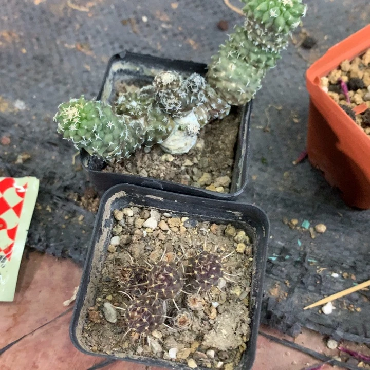 【闪购商品】在****.仙人球仙人球仙人球仙人球