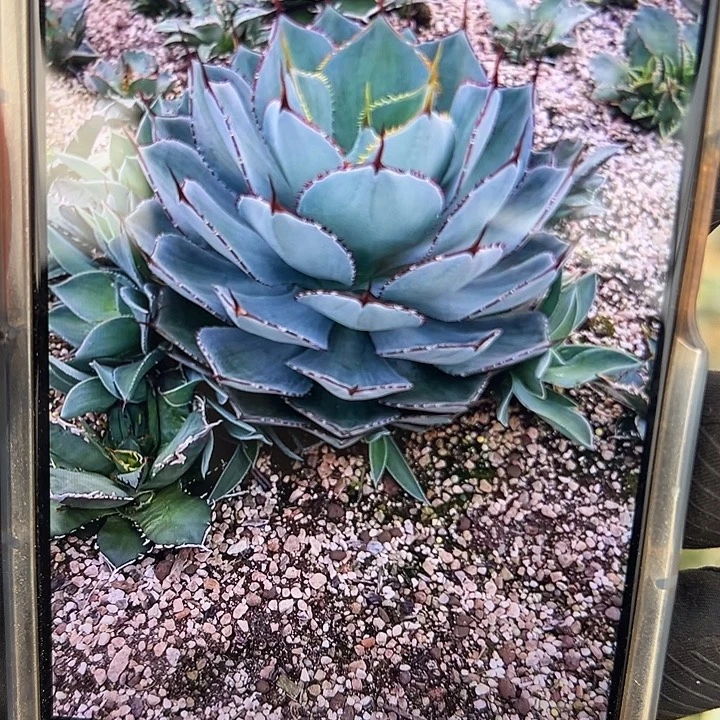 水***色龙舌兰多肉植物多肉
