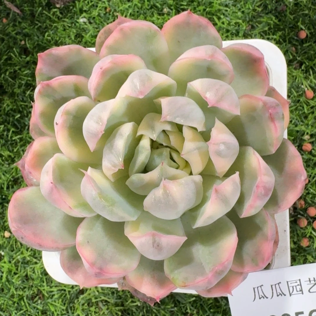 2956草莓蛋糕锦多肉植物