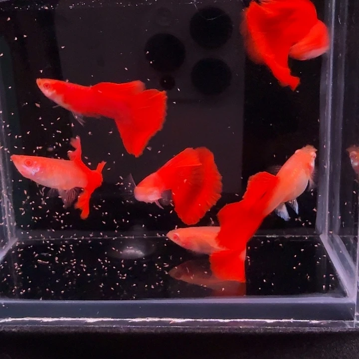 孔雀鱼血红红玫瑰3对