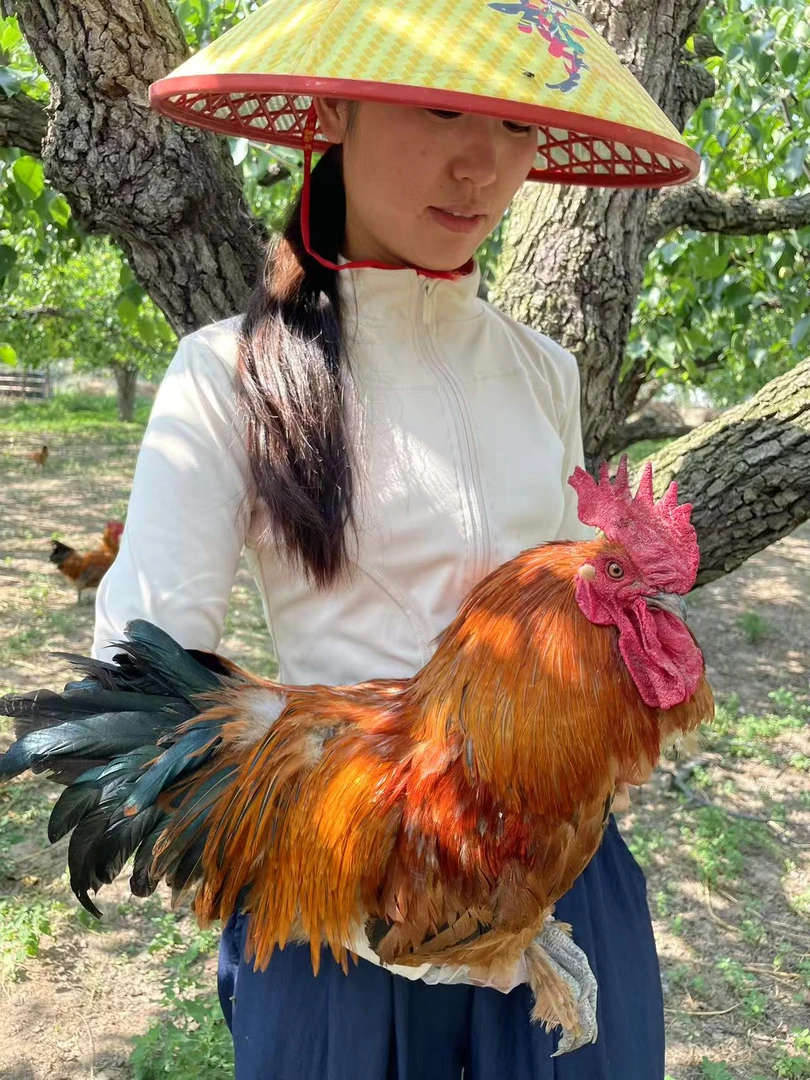 皖北草鸡生态梨园散养跑地大公鸡现发