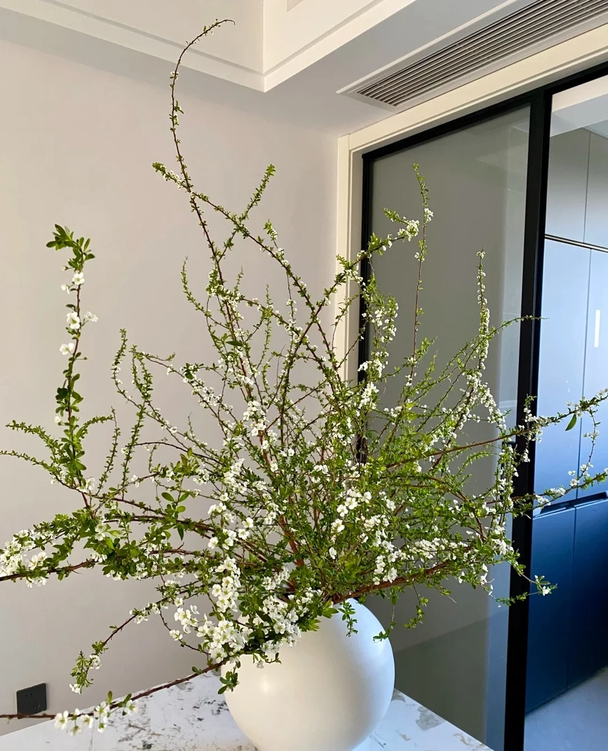 雪柳   5度以下的必拍保温棉