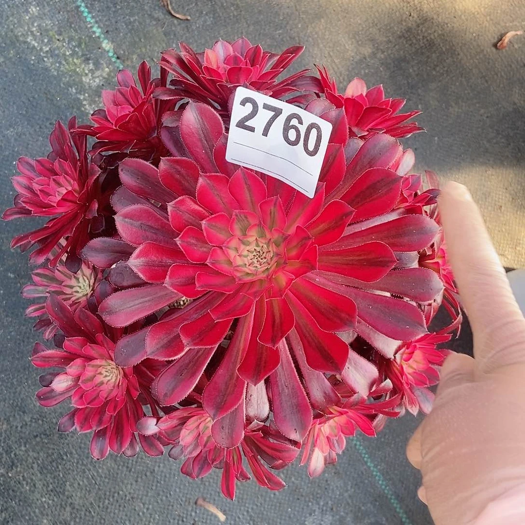 红陶2760黑铜白4多肉