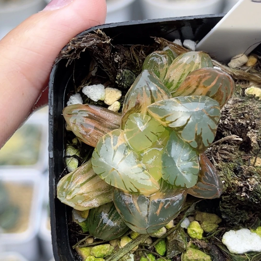 55老川灯芯玉露锦福利专场