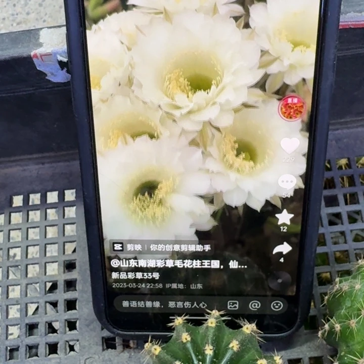 256彩草33歪4公分左右无根侧牙,20包邮