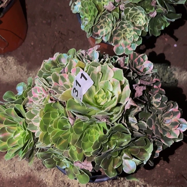 311男神多肉植物不售后