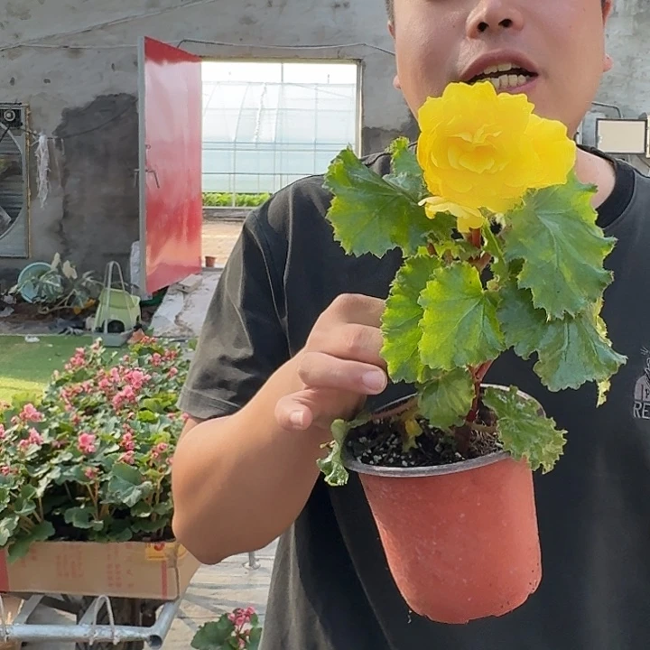 全部花苞夫妻黄色