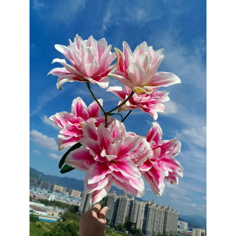 【火星之恋】重瓣香水百合 一单包邮 云南鲜花昆明基地现采现发
