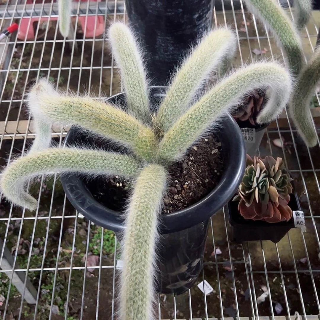 九尾狐大盆五头起