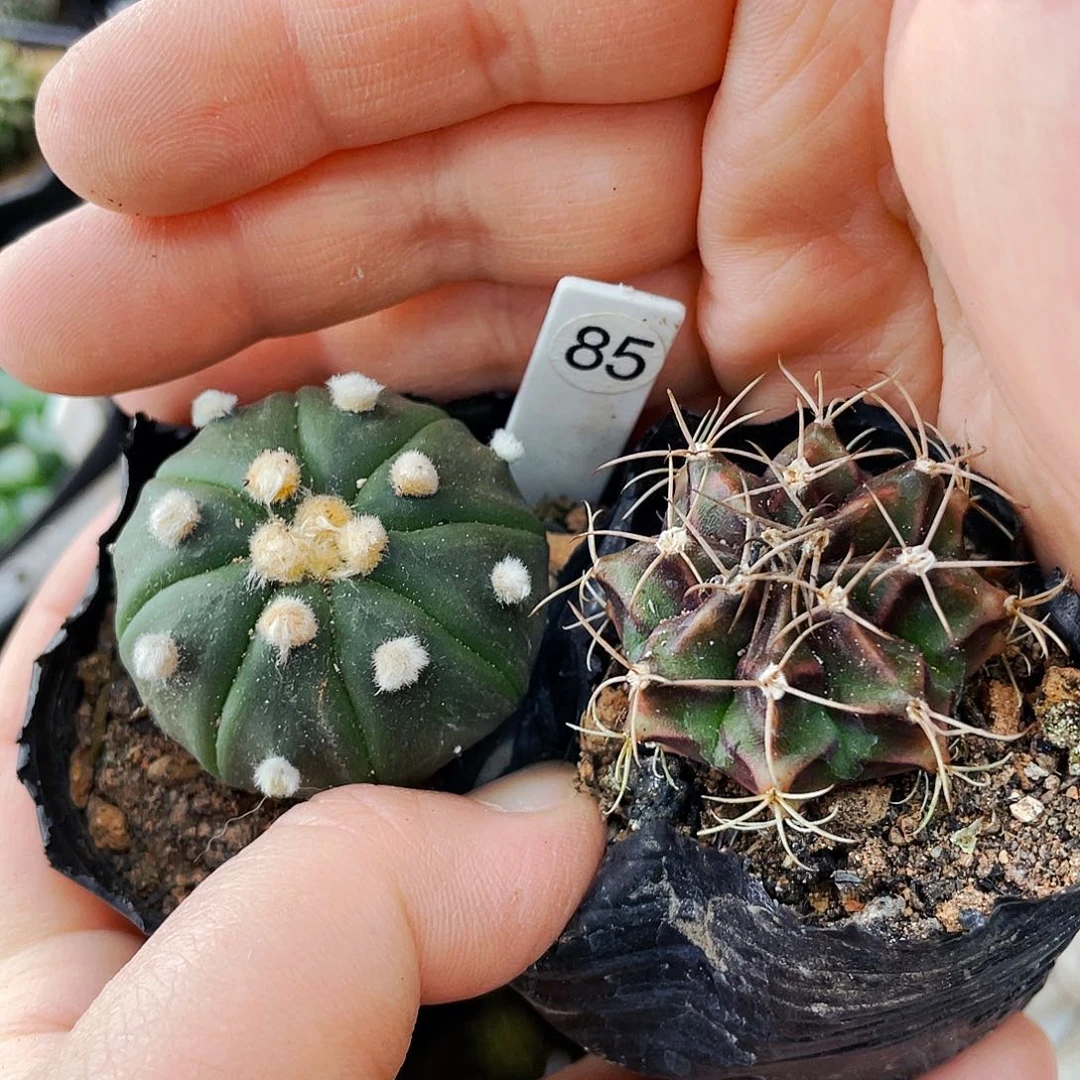 非偏远地区满25包邮仙人球