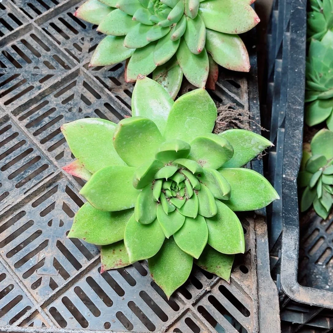 坎代仙女杯多肉一颗多肉