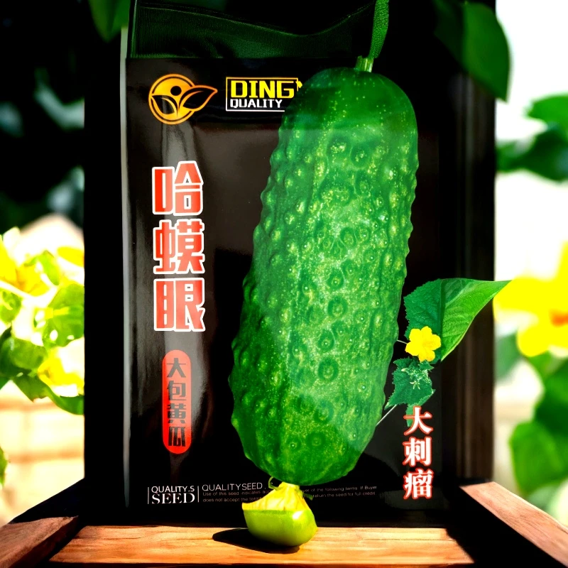 蛤蟆眼恋秋晚黄瓜籽