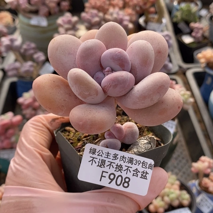 蛋黄奶908多肉植物