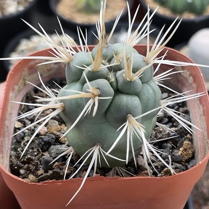 习志野实生仙人球