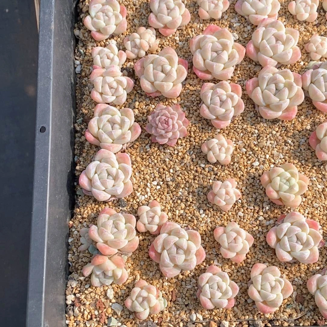 财神专拍糟品多肉一物一拍不包整