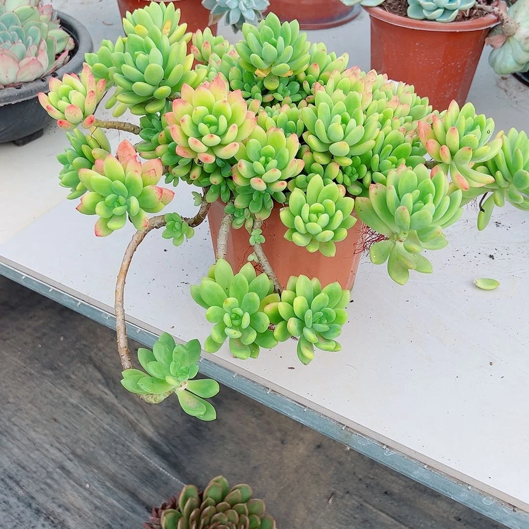 汪***溯477春萌多肉植物多肉