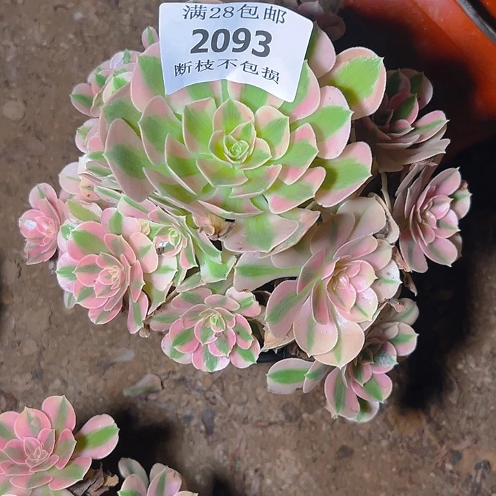 2093粉女巫多肉植物