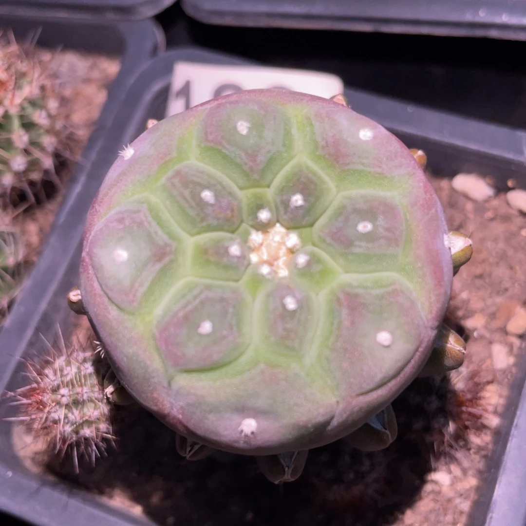 全部花朵紫皮 仙人球开花