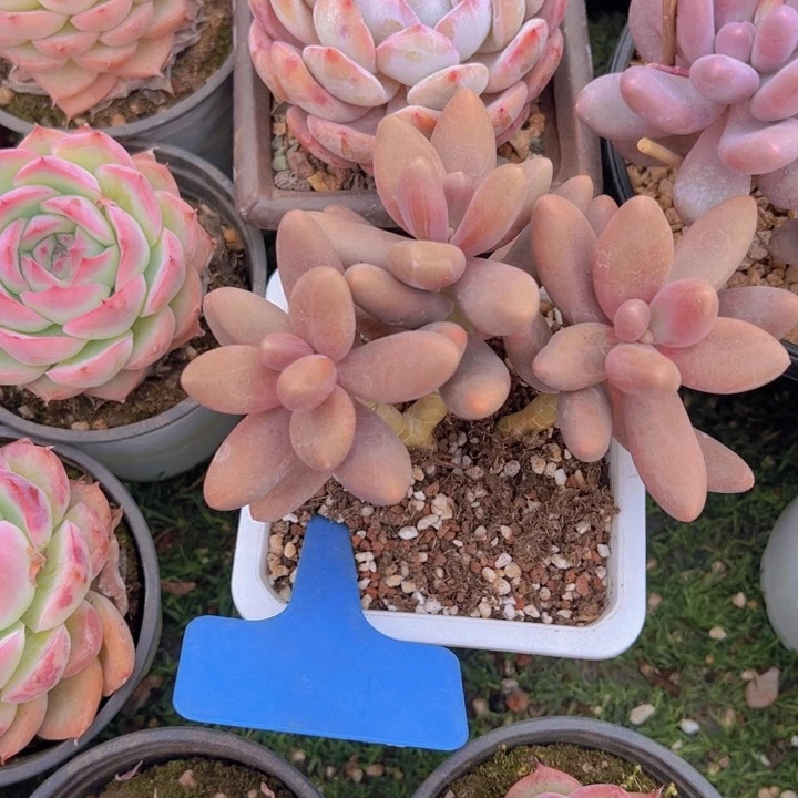 健健康康平平安安