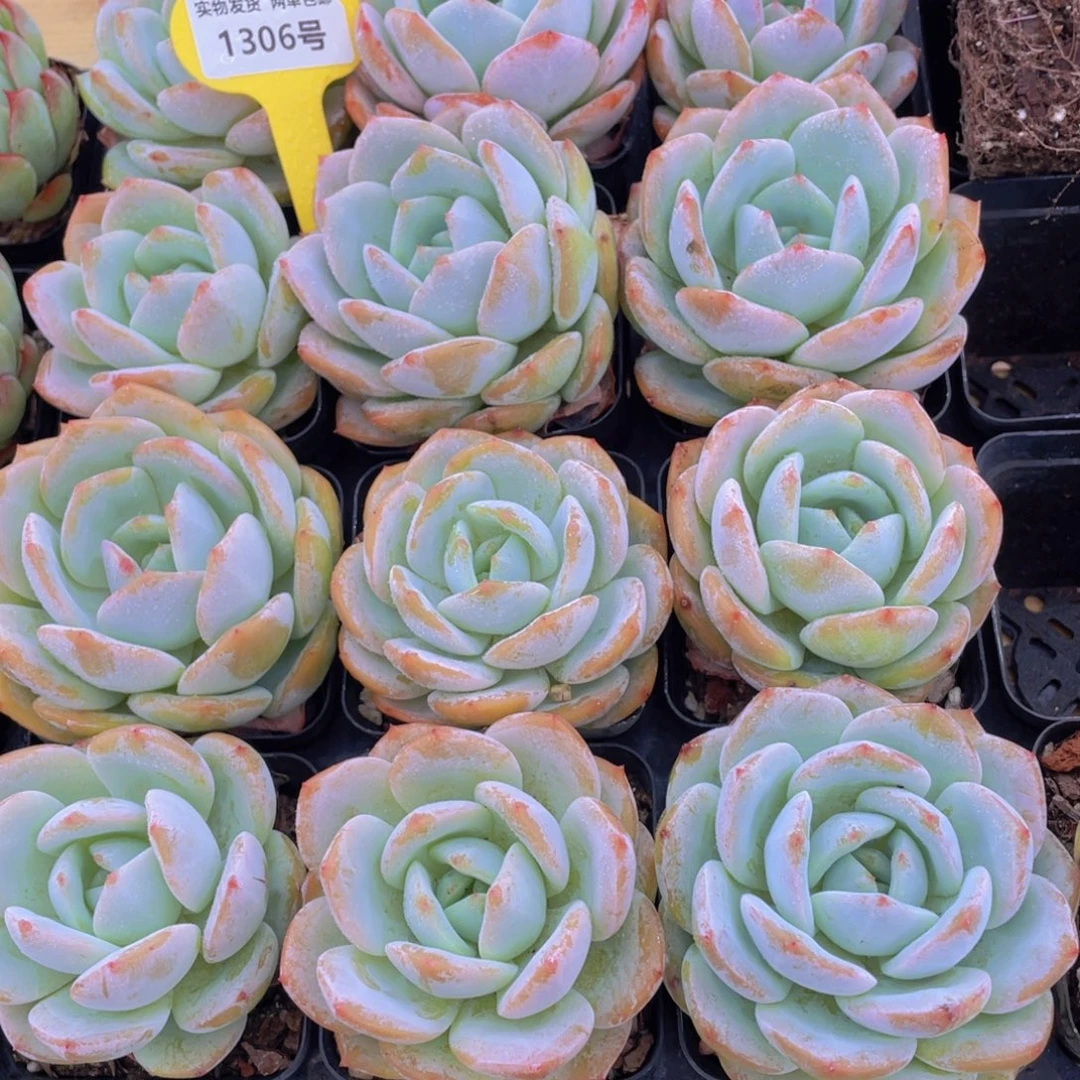 1306号 宽叶凤橙单头一个