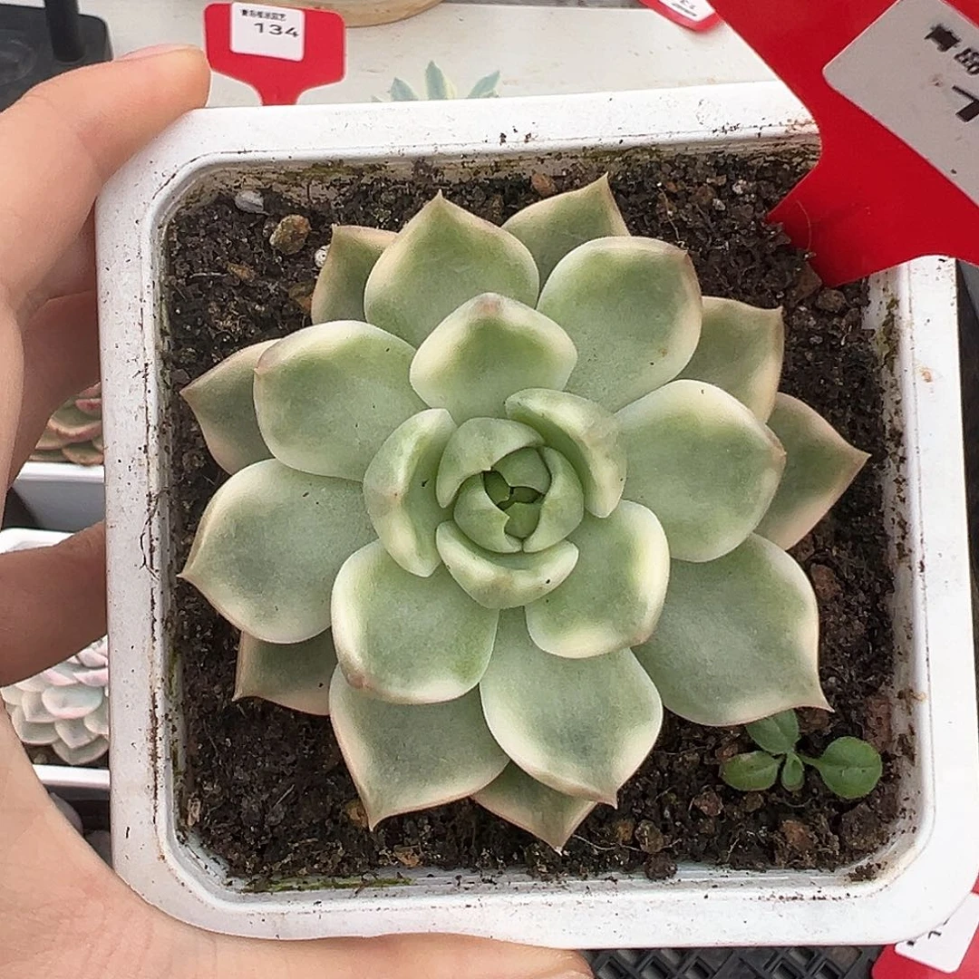 150号琉璃盏锦多肉植物