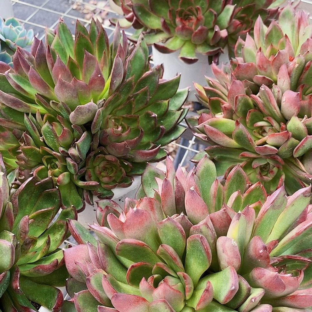 冬云石化锦多头群生