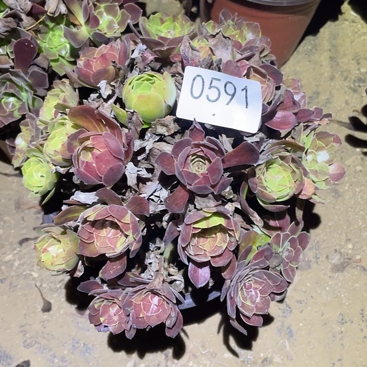 多肉植物法师591花月夜