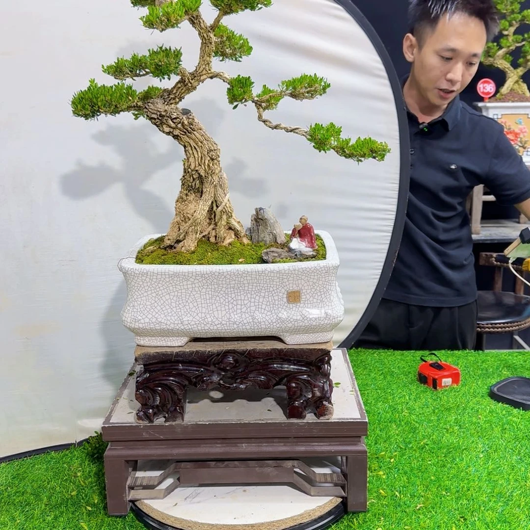 当前无花朵，栽培后可花朵高端黄杨盆景