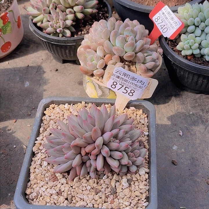 8758红蜻蜓。