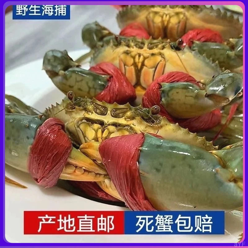 【包活】3-4两红膏蟹野生青蟹包膏鲜活红鲟特大螃蟹红膏蟹野螃蟹