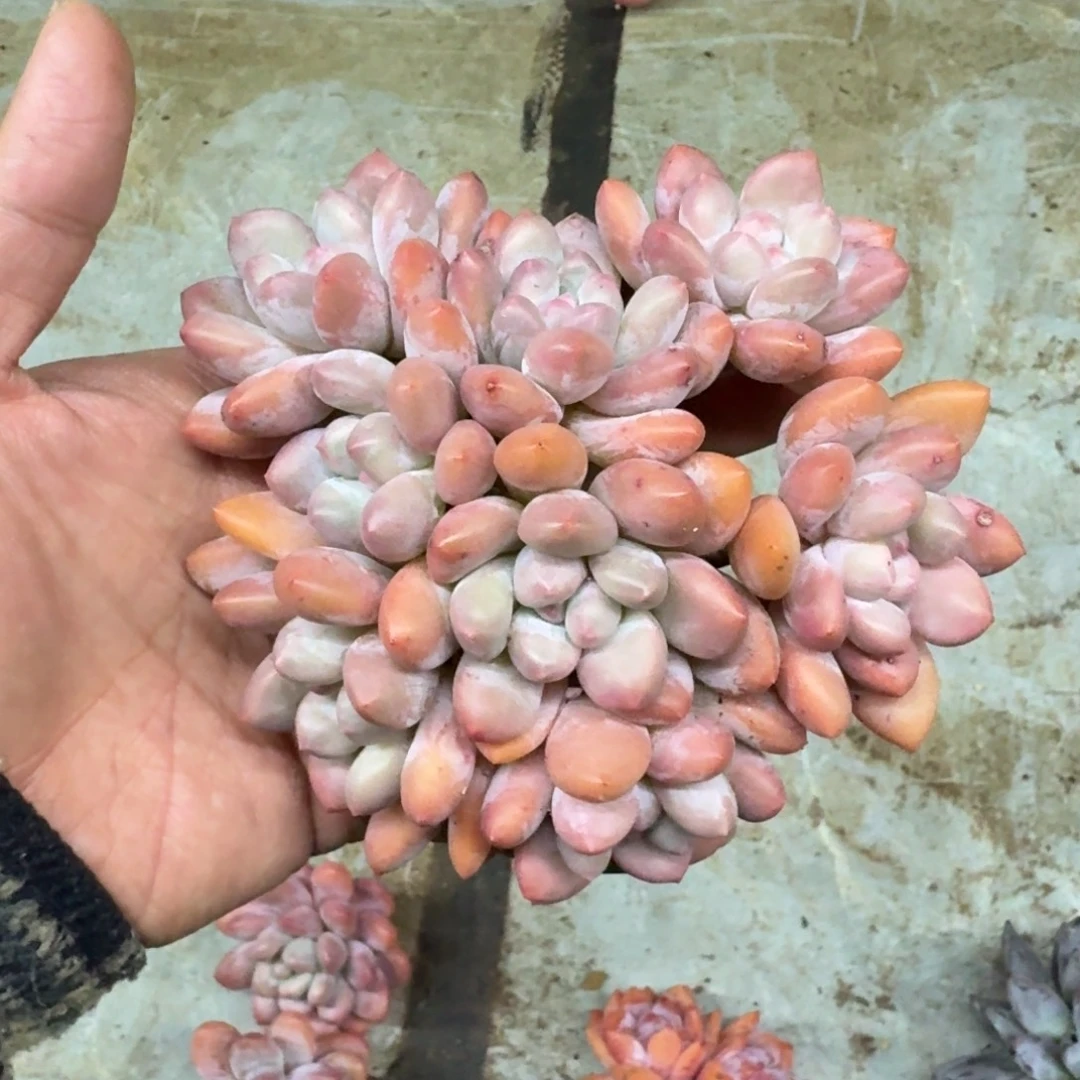 香水 群生 一物一拍