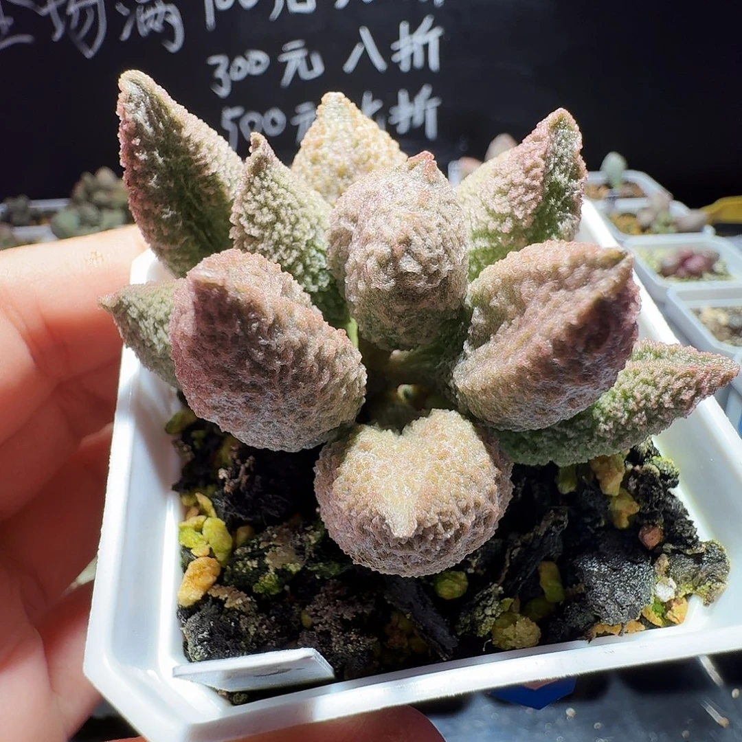 实生水泡，带盆发货满38包邮，植物售出不退不换