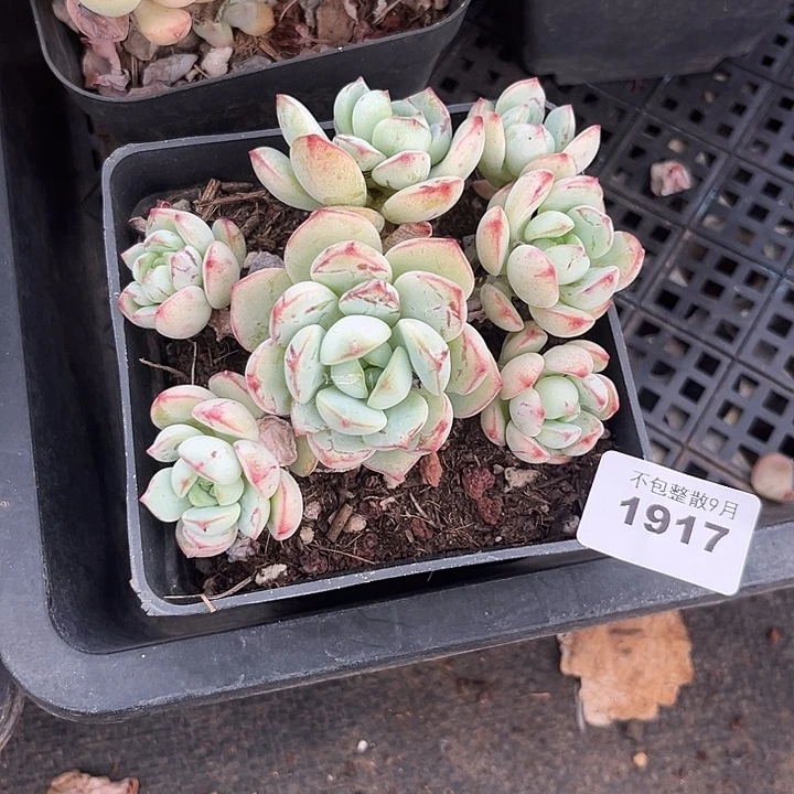 阿雅园艺。       1917香草