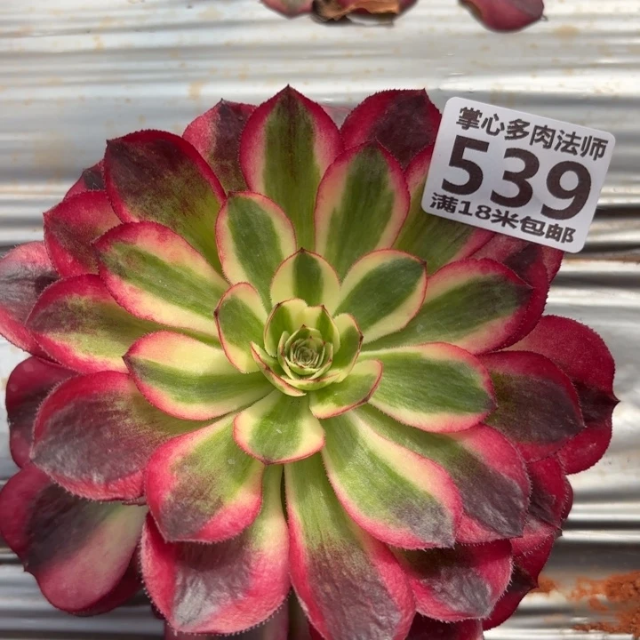 539倾城掌心多肉法师锦不包