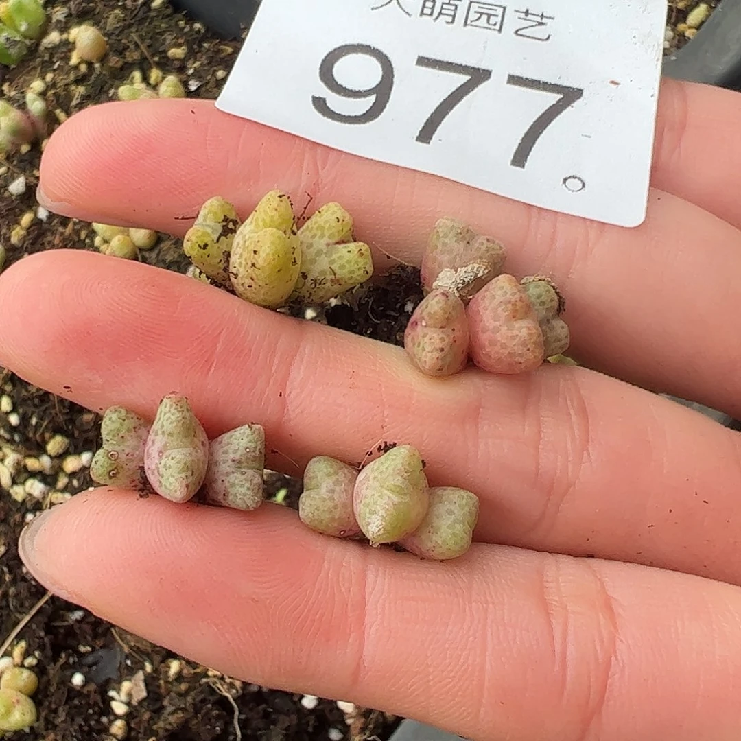 一物一拍。          977