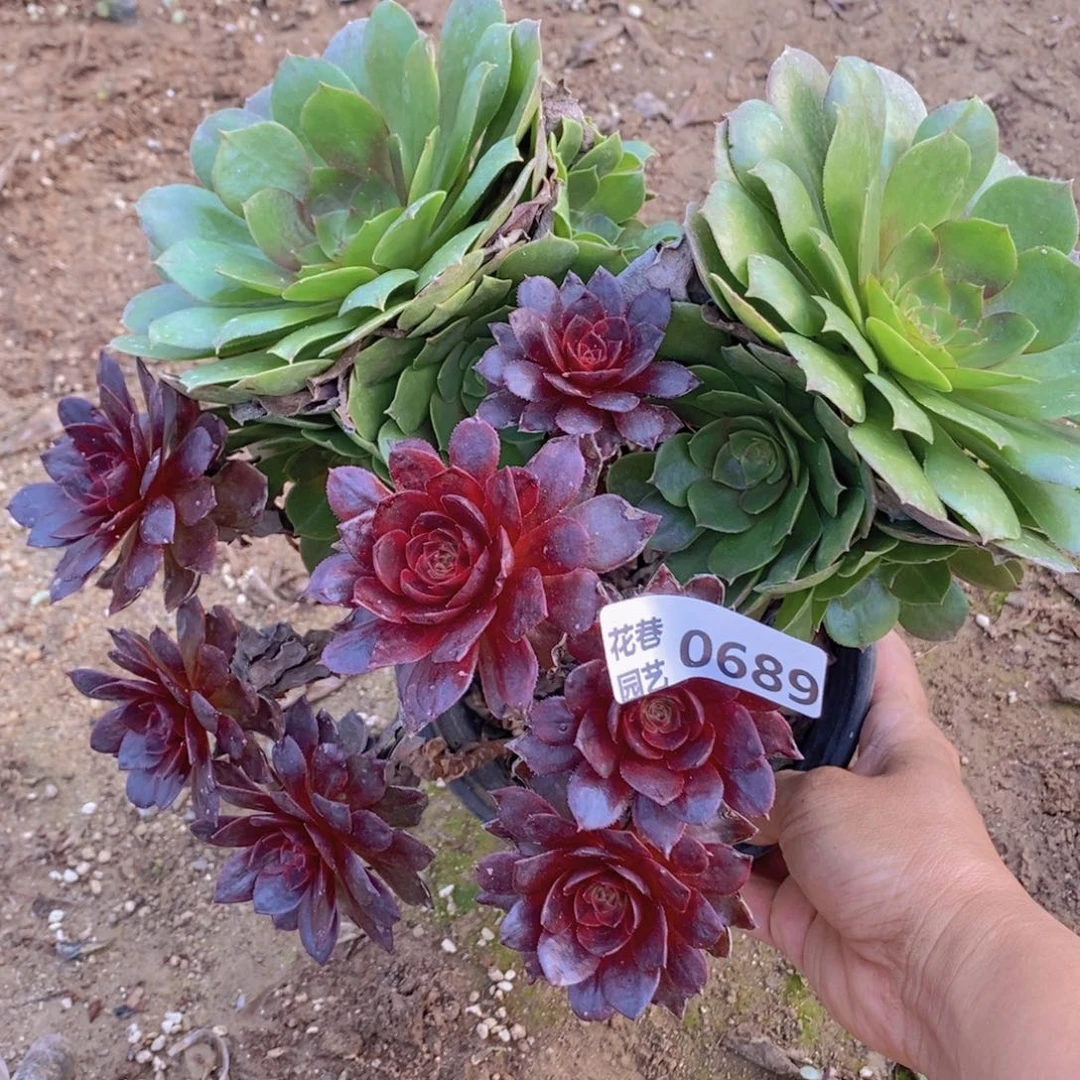 689 号一物一拍多肉植物