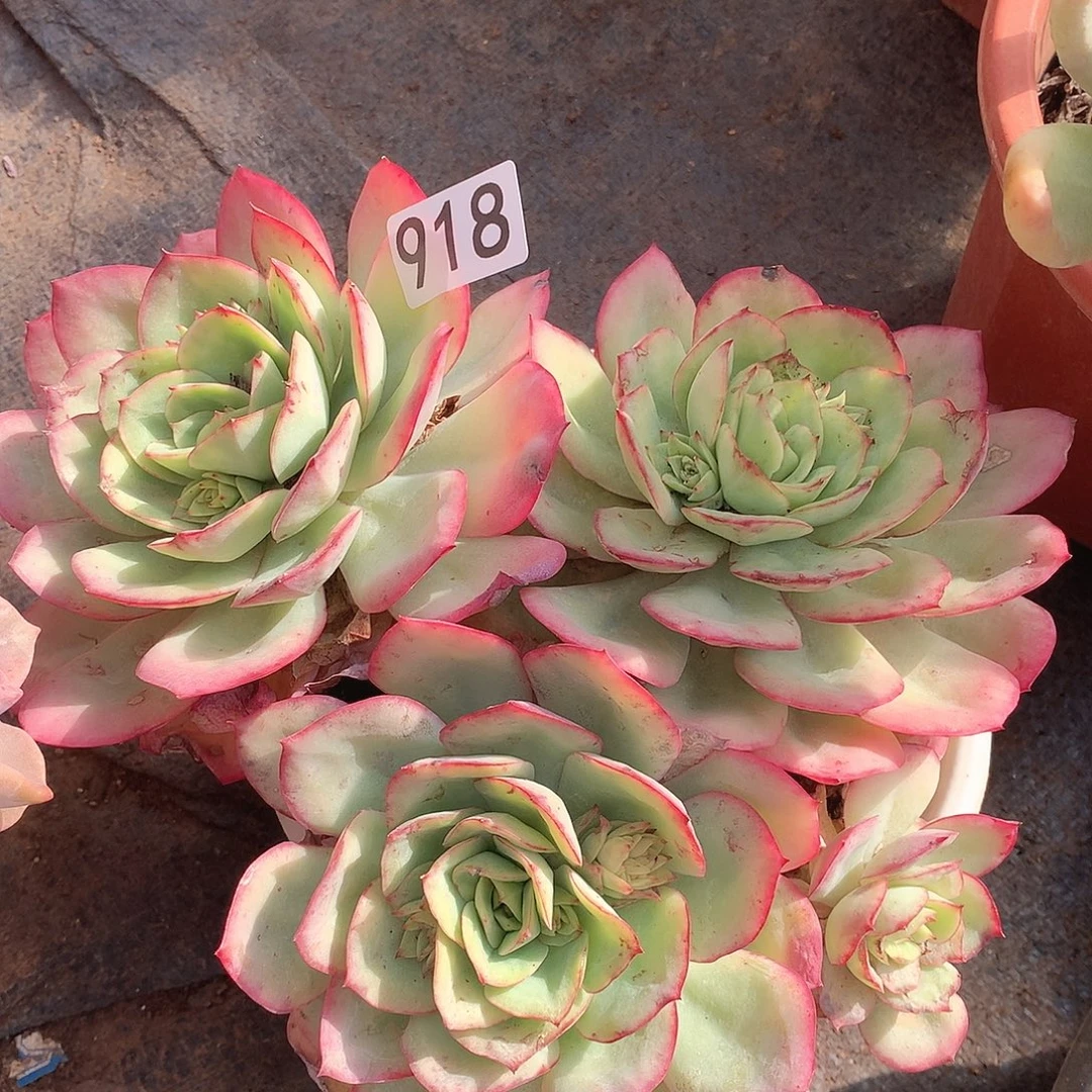 918牡丹亭一物一拍多肉