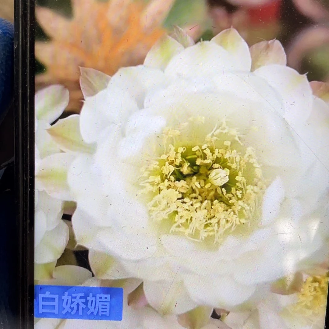 白娇媚侧芽歪4公分以上满18包邮