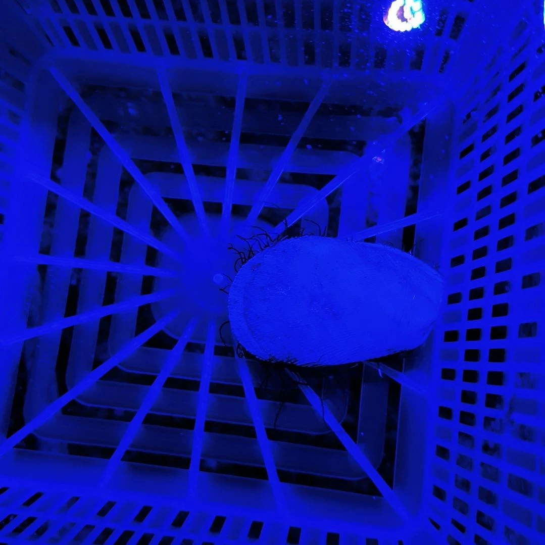 海水鱼火焰贝一个，