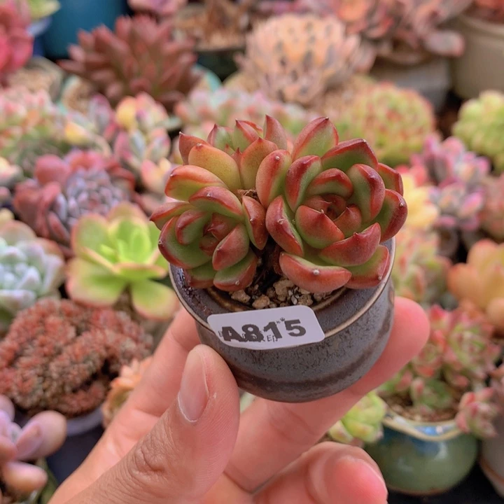 一物一拍含盆土满38包邮A815