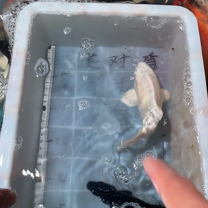 蝴蝶鲤鱼渔场直发25