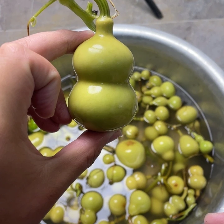 尕***蛋葫芦葫芦200000000